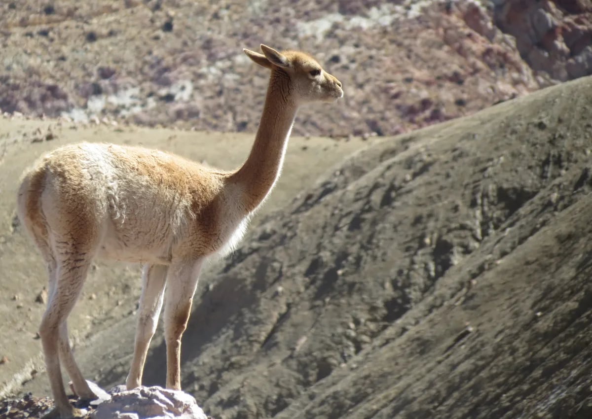 La fibra de vicuña es un producto de alto valor en el mercado y por ello los ejemplares -que sólo se reproducen y sobreviven en silvestría- están en situación de vulnerabilidad ante la caza furtiva.