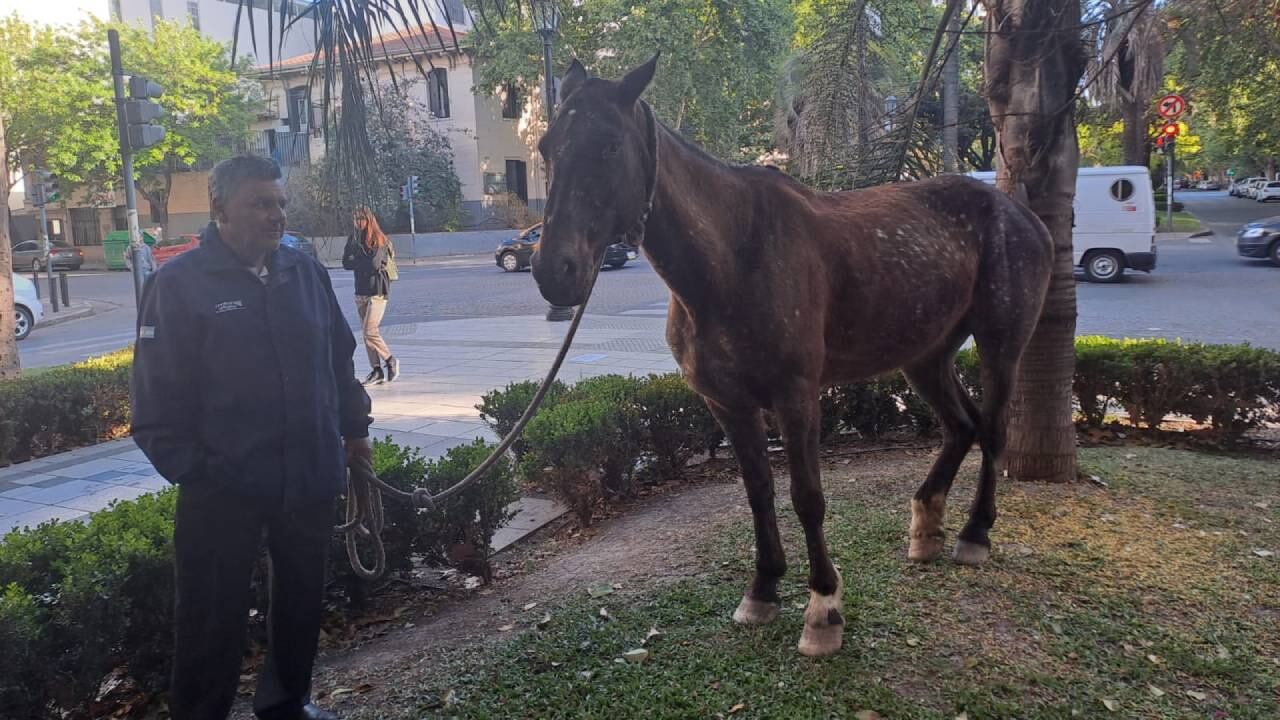 El animal quedó parado en el cantero central.