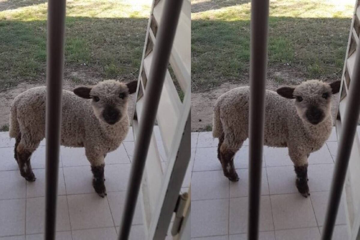 Desapareció Antonio en Anisacate y su familia teme que se lo hayan robado para comerlo