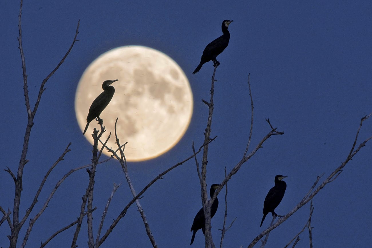 Siluetas de cormoranes contra la luna llena en Qiqihar, provincia de Heilongjiang, noreste de China, el martes 17 de septiembre de 2024. (AP)