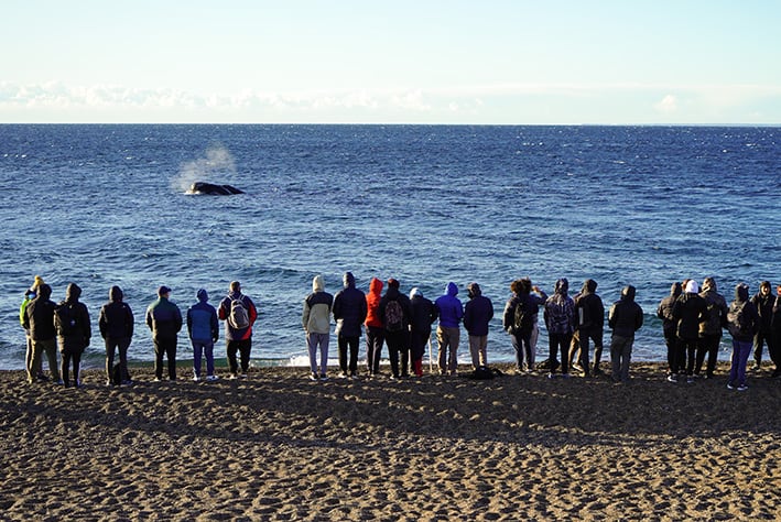 Experiencias únicas en Puerto Madryn. 