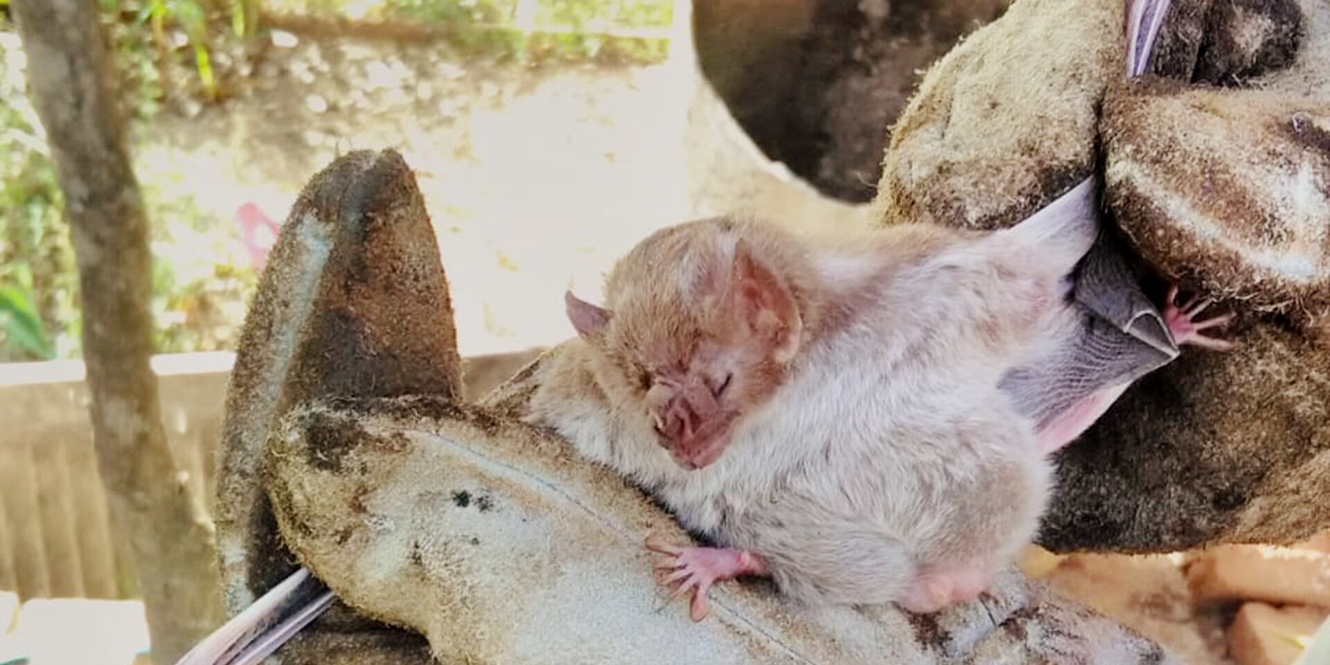 El vampiro lame la sangre de los animales.