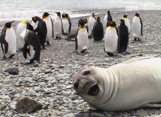 Las mejores selfies de animales. (Foto: Twitter)