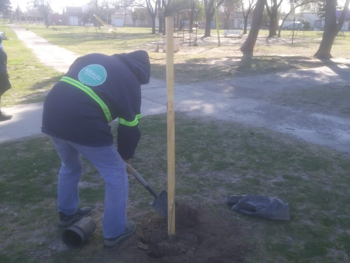 Punta Alta: por el “Día del árbol” plantan ejemplares en espacios públicos