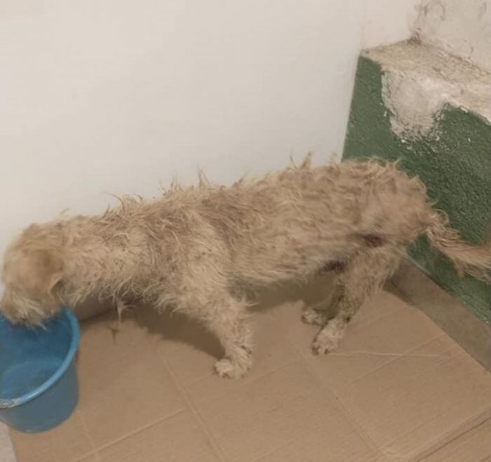 Encontraron a un perro abandonado en medio de la Ruta 5 en un grave estado de salud.