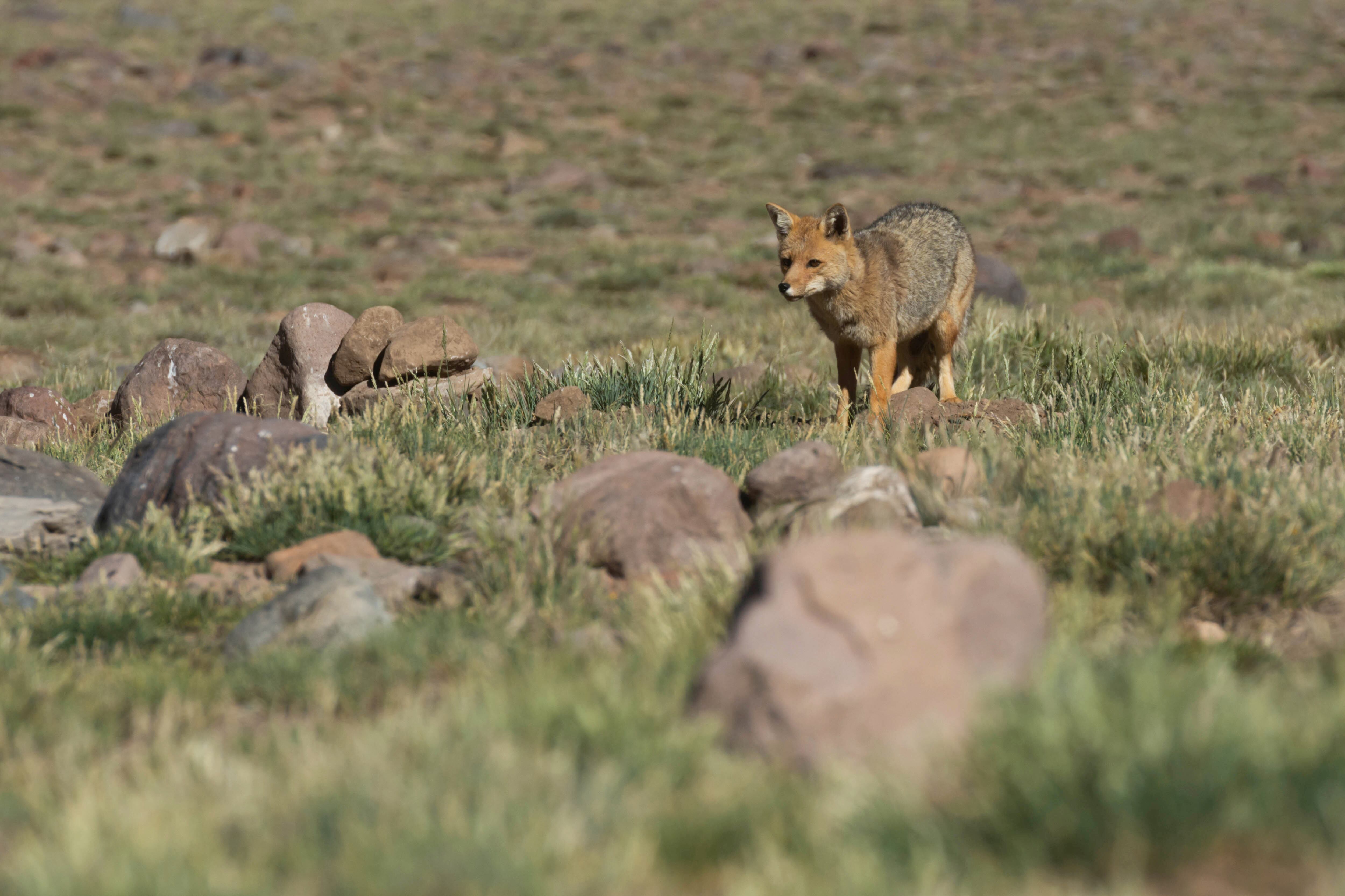 El intendente de Malargüe propone la caza controlada de zorros y pumas para evitar que estos animales ataquen el ganado. 