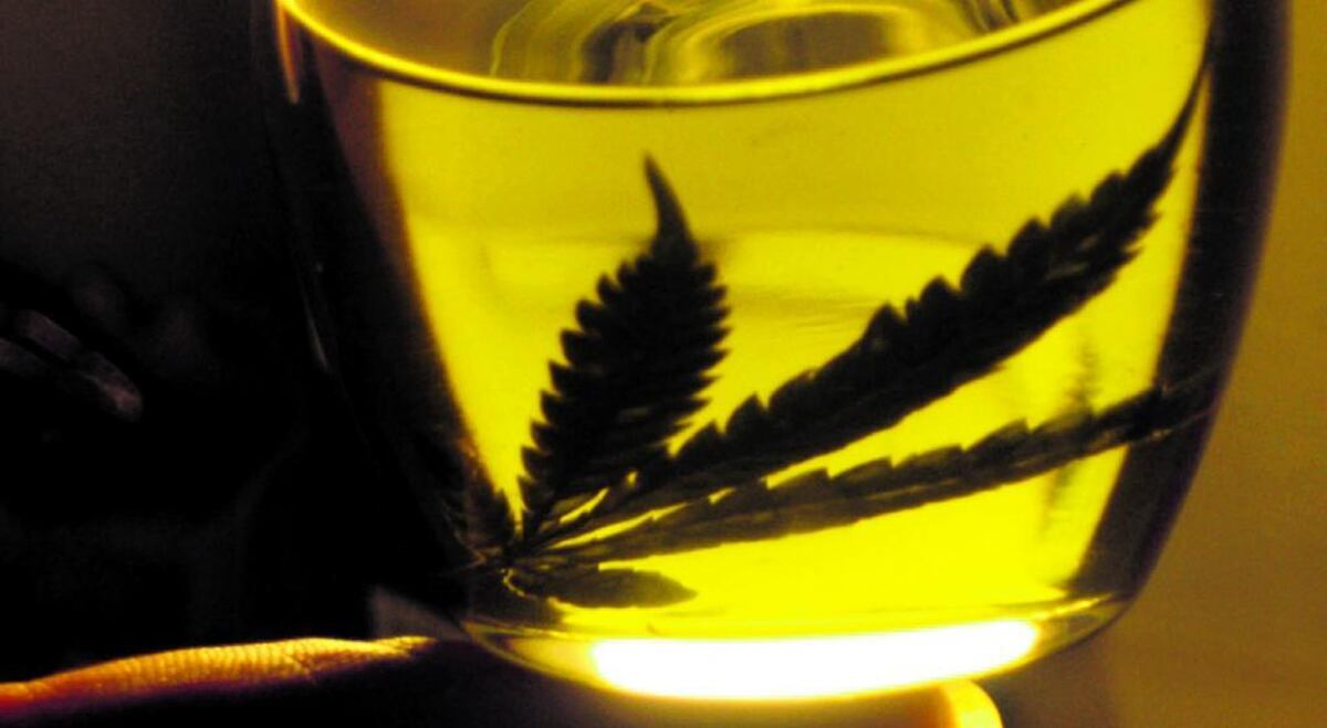 Santa Fe iniciará este año la producción de aceite de cannabis medicinal
