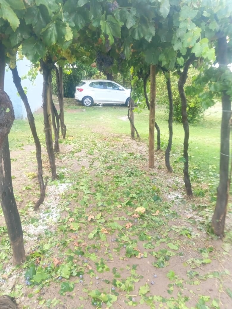 Un 40% de las aceitunas se encuentran en el piso. Lo que quedó en la planta no servirá mucho, ya que está muy machucado por los golpes del granizo. 