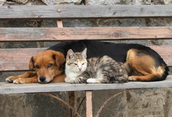 Mascotas: ante las bajas temperaturas, ¿conviene vestir a perros y gatos?