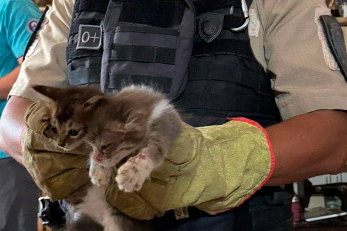 Maltrato animal: rescataron 27 gatos de un vivienda en la ciudad de Córdoba