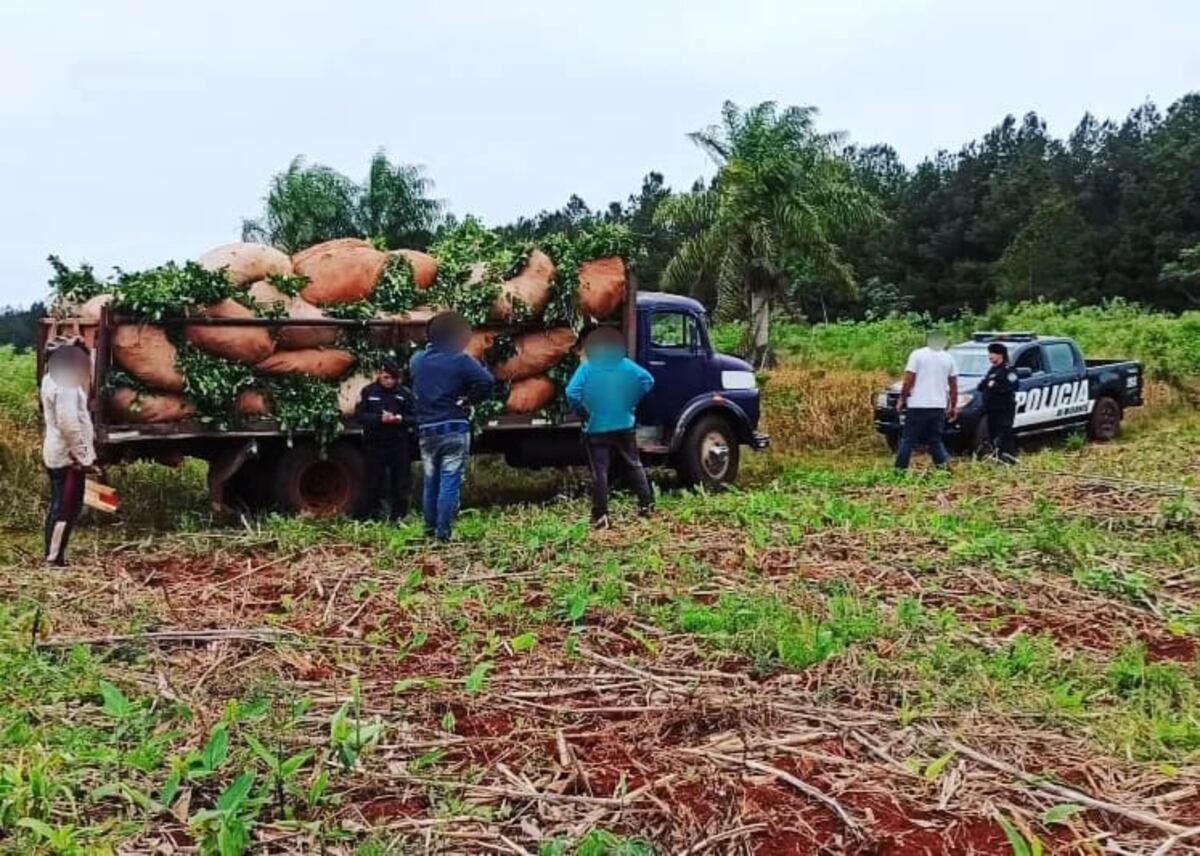 Capioví: se hizo pasar por el dueño del campo e intentó robar cosecha de yerba mate