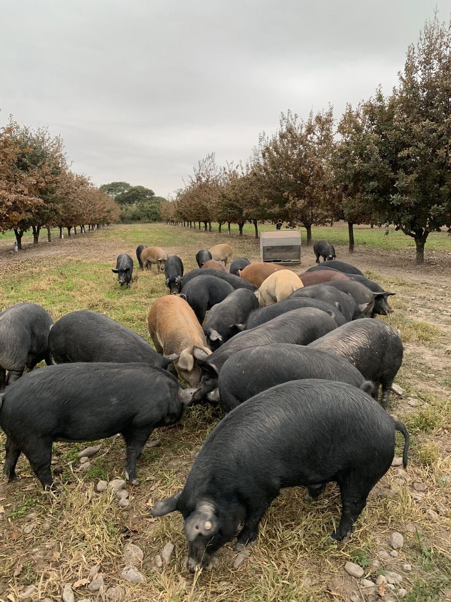 Kiko Fernández y su familia venden uno de los jamones de pata negra más exquisitos del país, mezclando las particularidades de Salta con sus tradiciones de España.