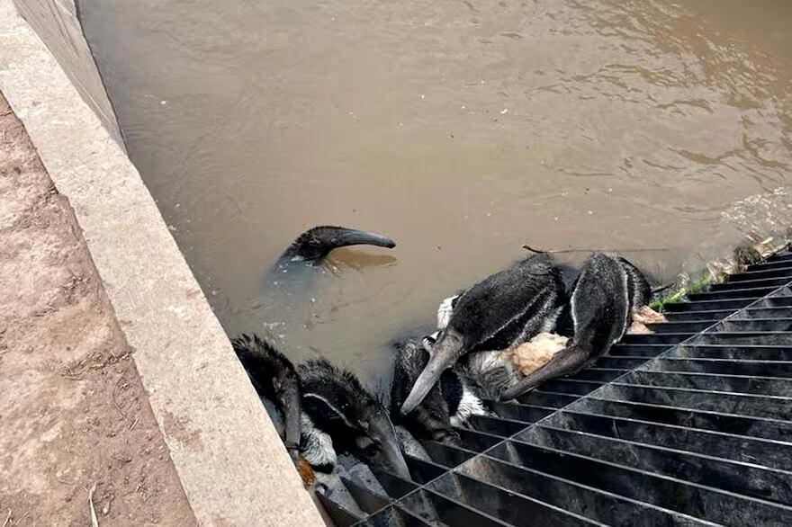 Osos hormigueros atrapados en un canal de Santiago del Estero.