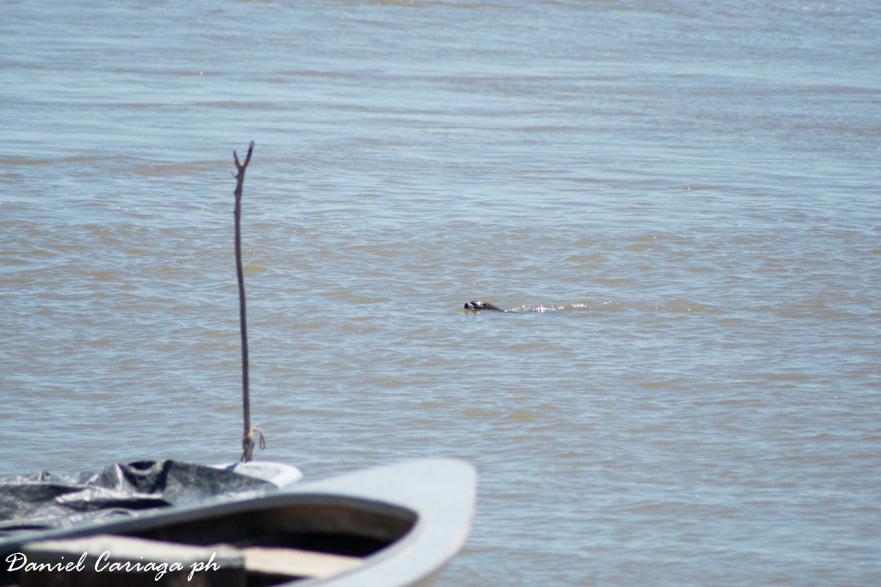 Lobito de río en Santa Elena