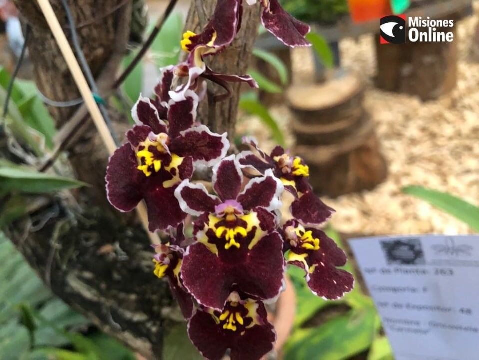 Con una gran cantidad de concurrentes, se lanzó la Fiesta Provincial de la Flor y Nacional de la Orquídea en Montecarlo.