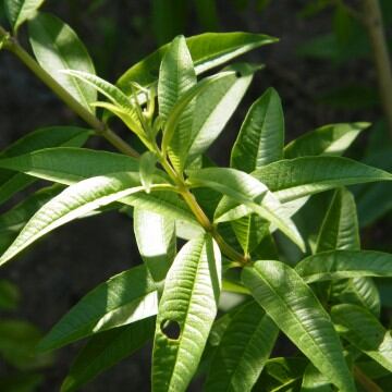 Planta de cedrón.