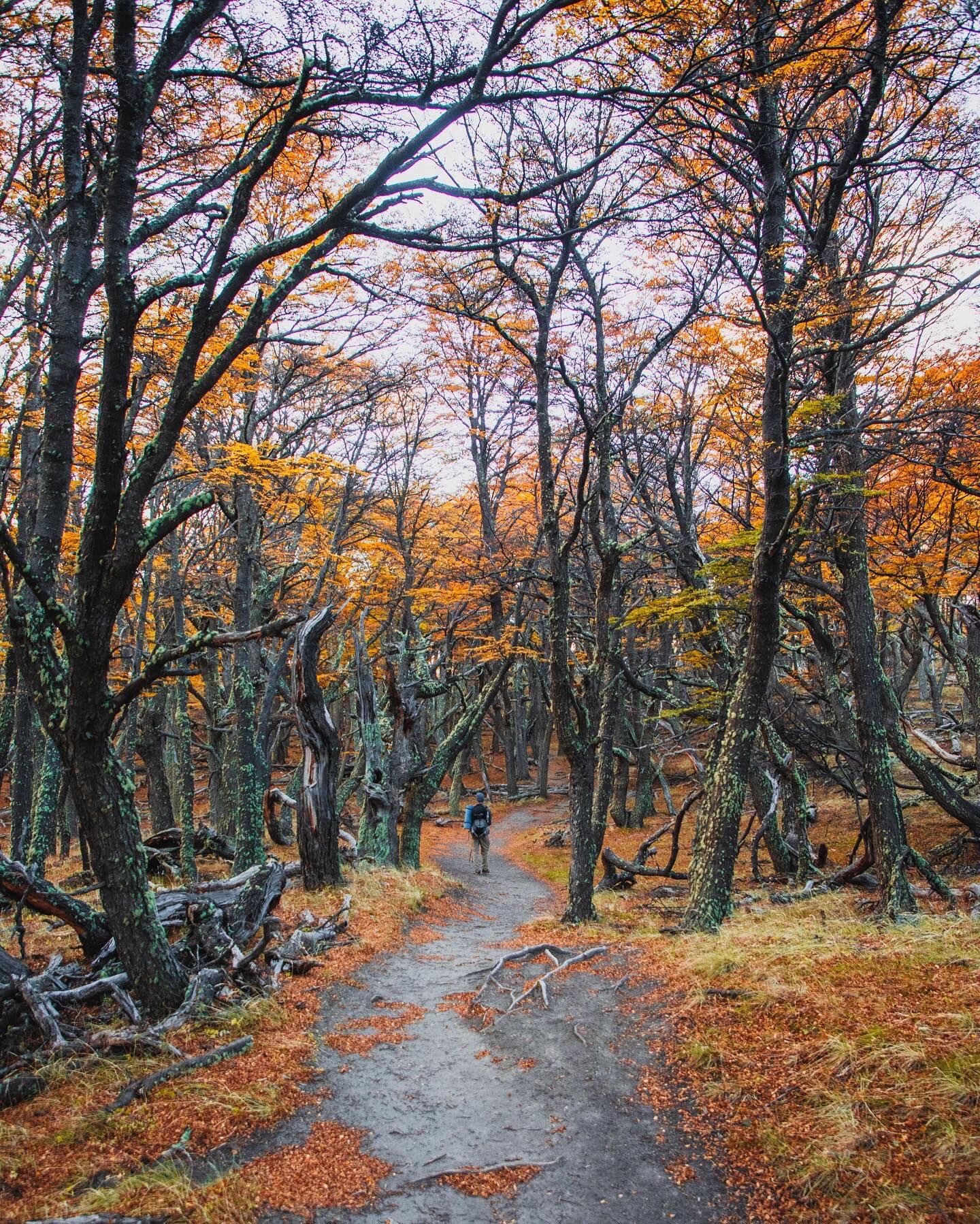 Las soñadas postales que regala Neuquén durante el otoño.