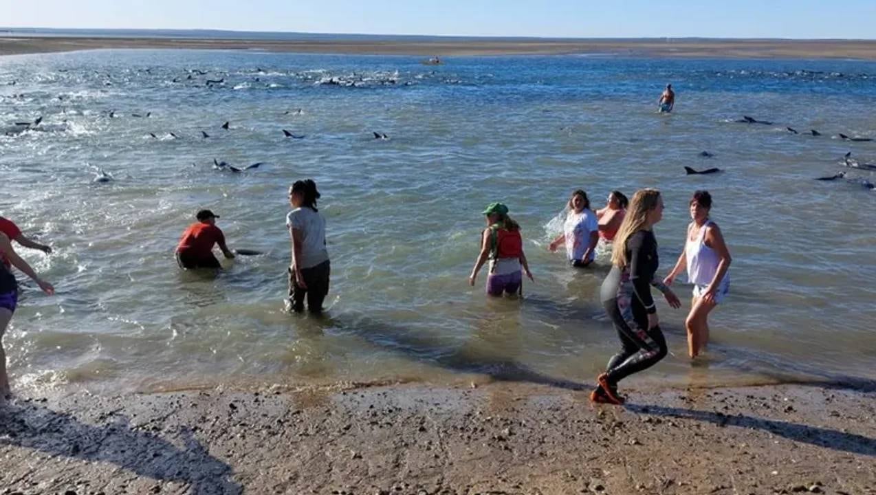 Vecinos rescataron más de 200 delfines en las costas de Río Negro.