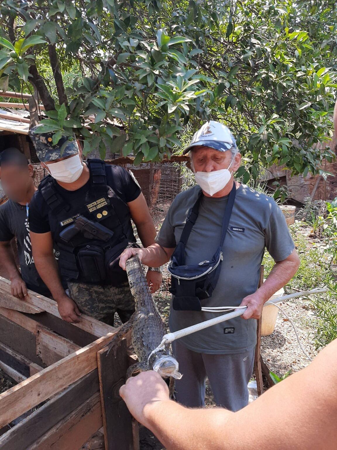 Rescatan un Yacaré del patio de una casa en Posadas.