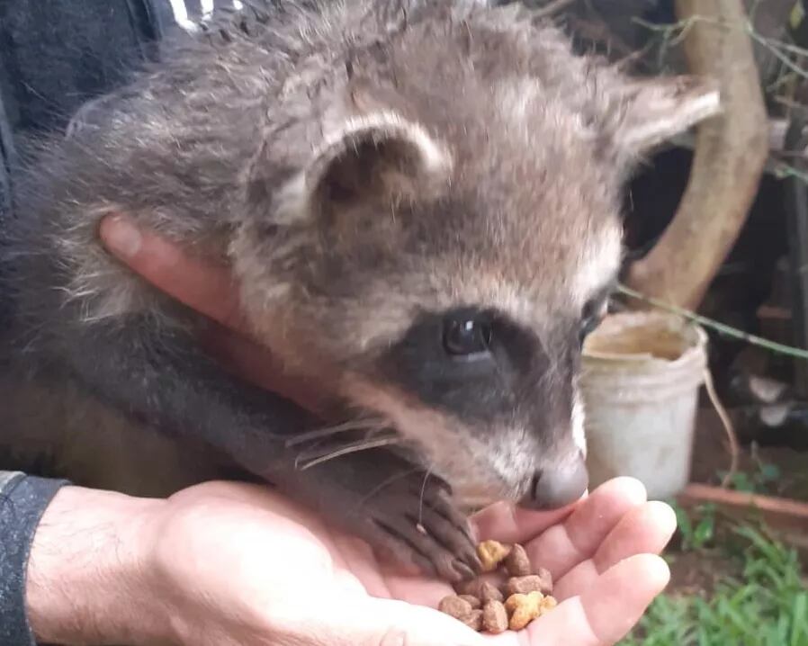 Resguardaron a un mapache que se hallaba en una vivienda posadeña.