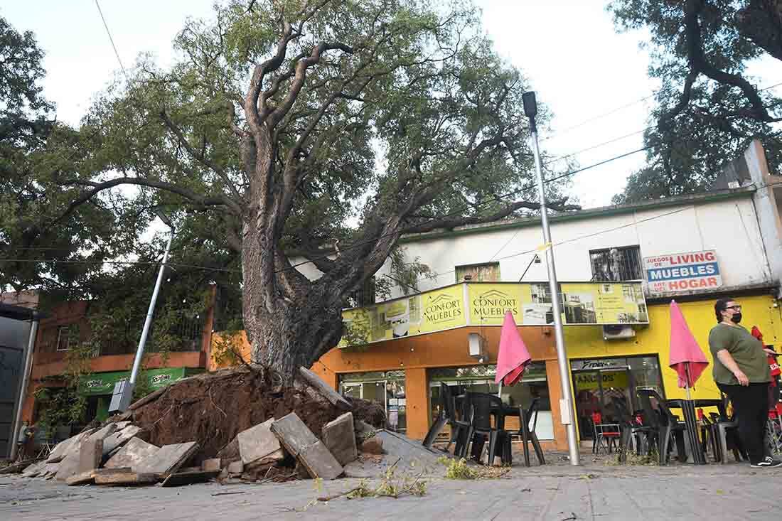 Fuertes ráfagas de viento zonda en la provincia de Mendoza, donde dejó algunos árboles caidos.
En la Alameda en Av. San Martín y Coronel Plaza de Ciudad un arbol cayó  por consecuencias del viento zonda.
Foto: José Gutierrez/ Los Andes 