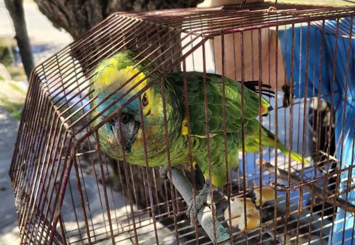 Final feliz: apareció el loro que le habían robado a una mujer de 96 años en Córdoba