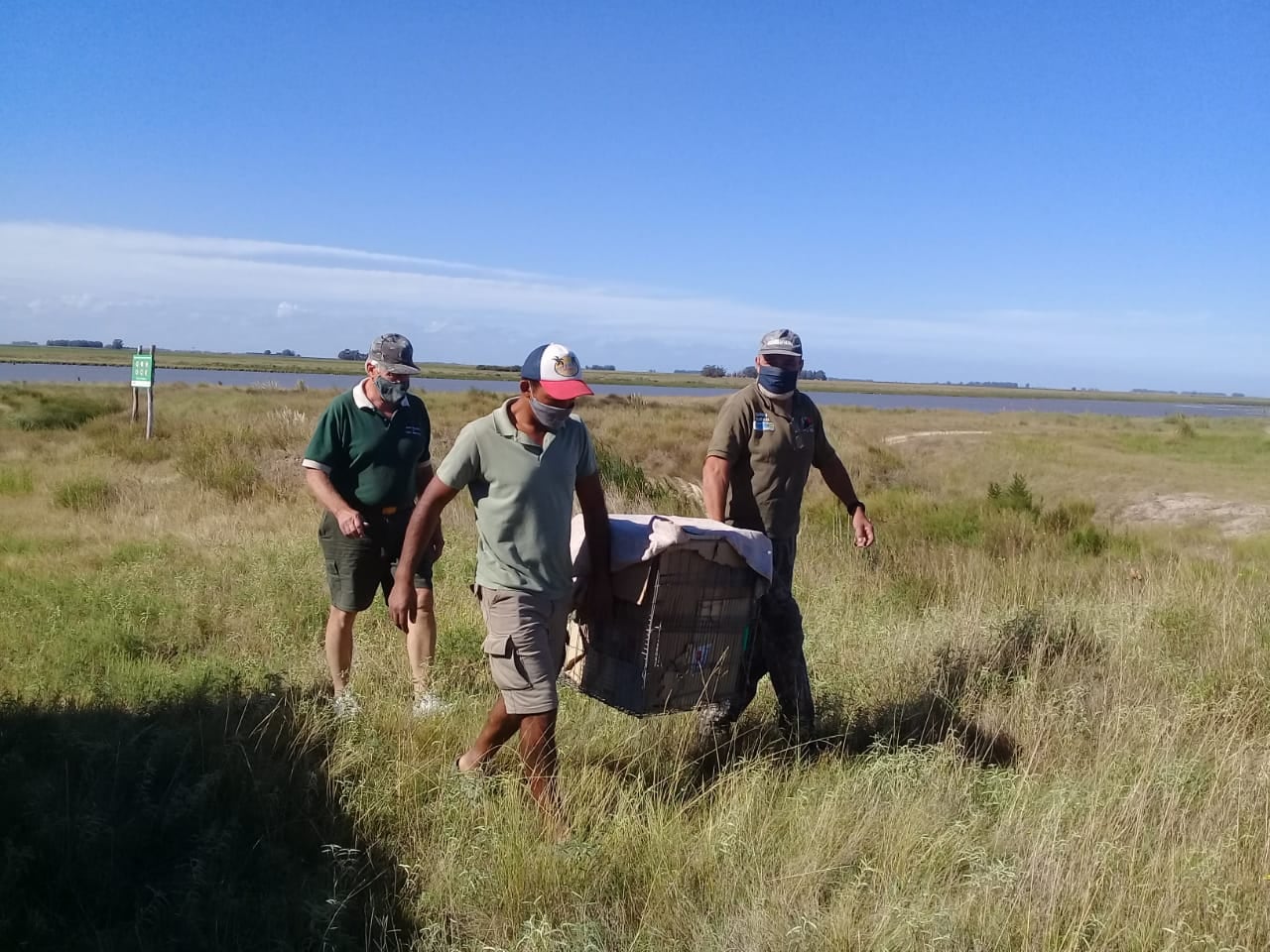 Liberaron a dos gatos monteses en la Reserva Natural de Claromecó