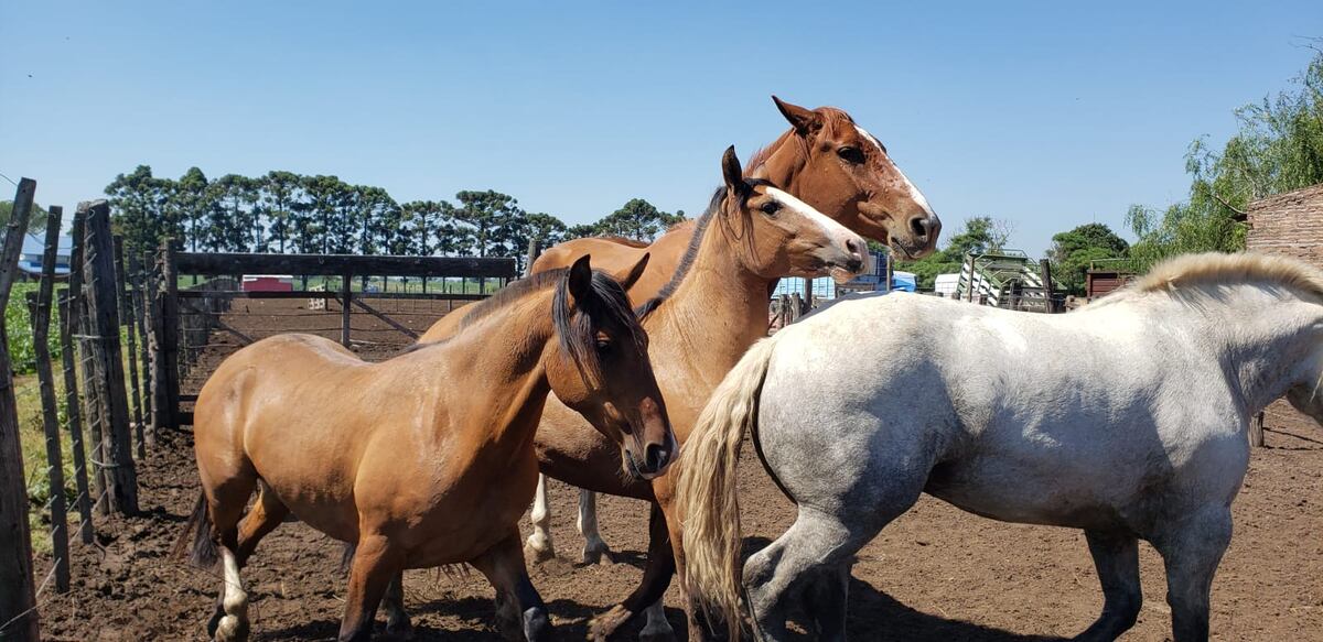 Córdoba: un adolescente de 17 años murió aplastado por un caballo