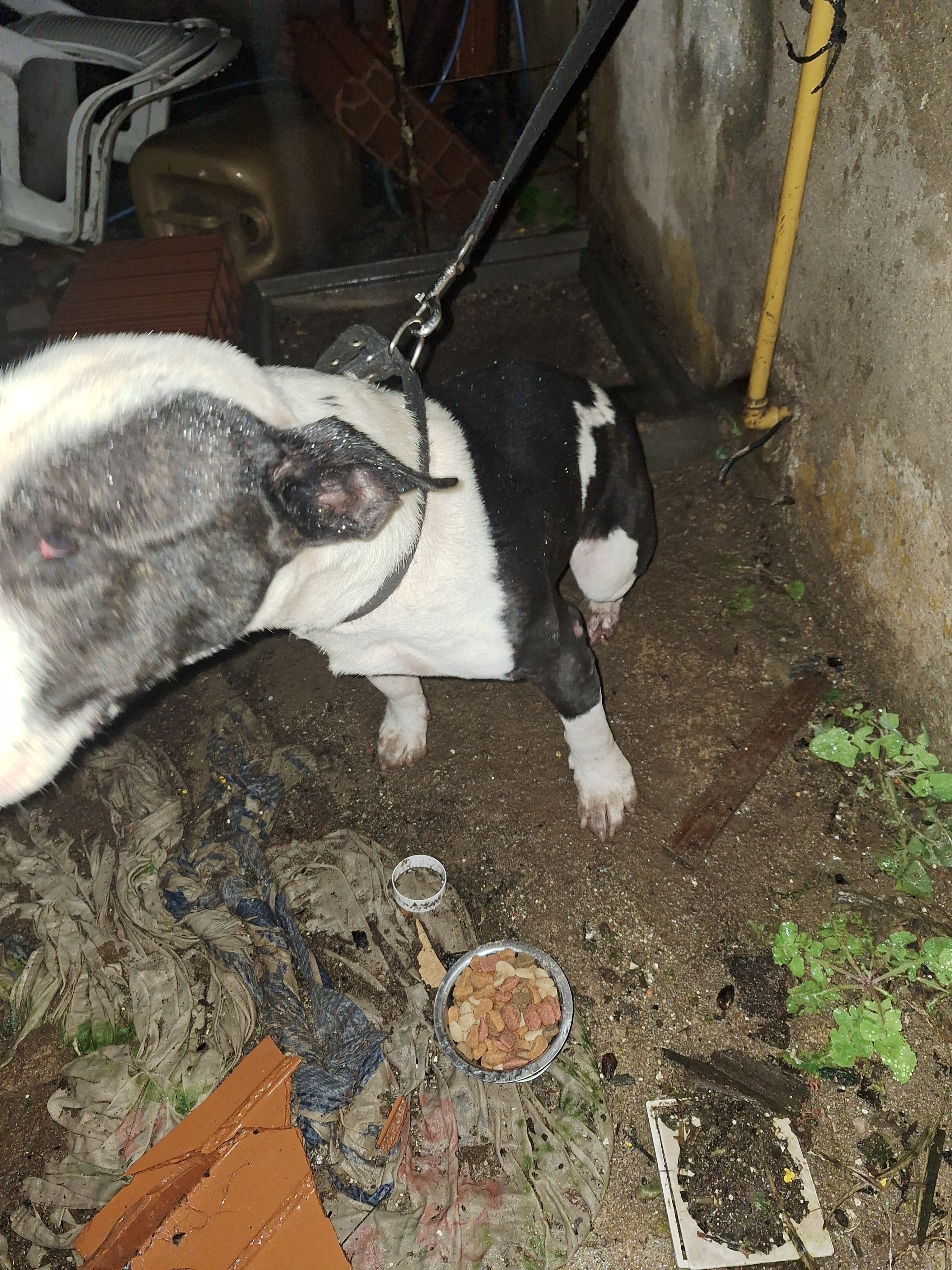 El perro capturado. (Policía)