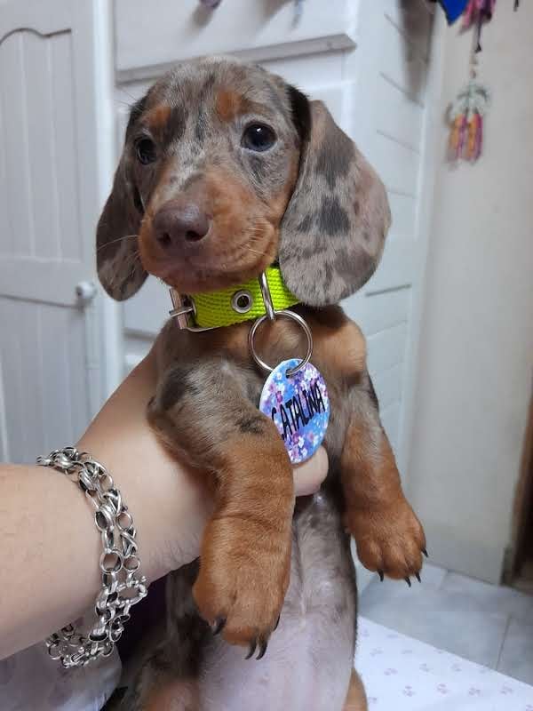 Cachorro perro salchicha arlequín. Es característico por sus manchitas y suelen tener ojos color claro.