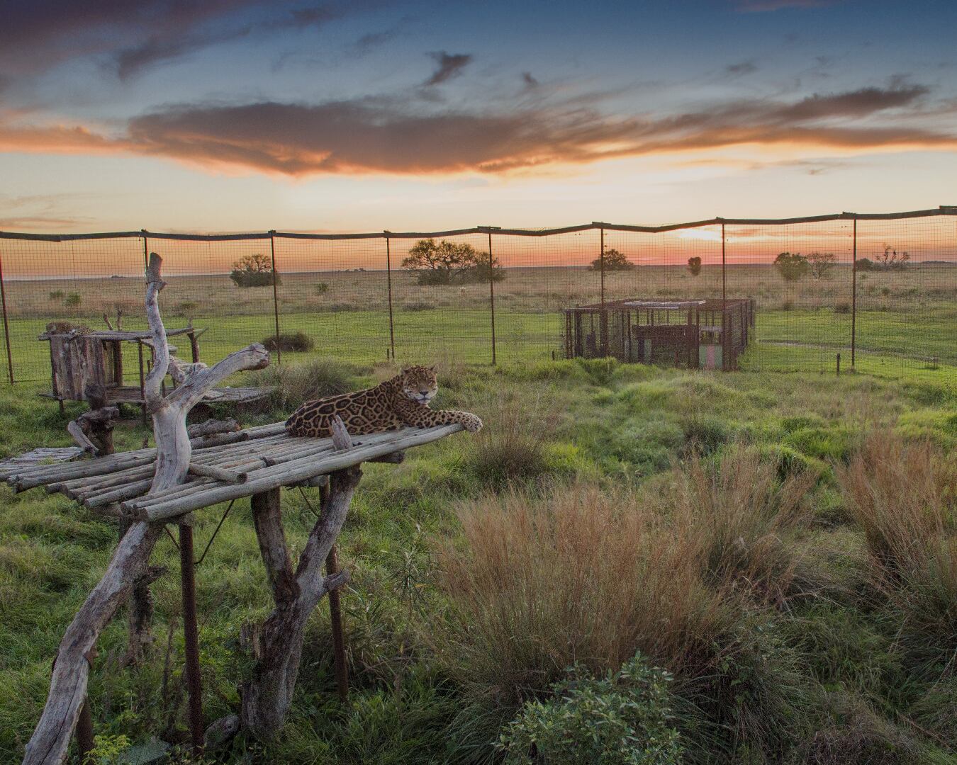 En Corrientes está el Centro de Reintroducción del yaguareté