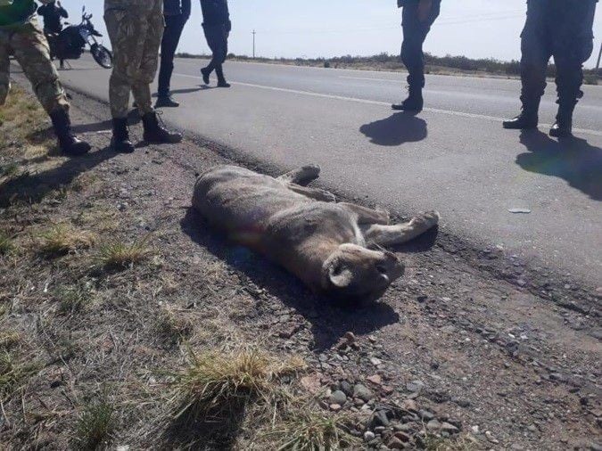 En octubre del año pasado un puma fue atropellado sobre el kilómetro 3233 de la ruta 40, a la altura de la Cruz Negra, Tunuyán.