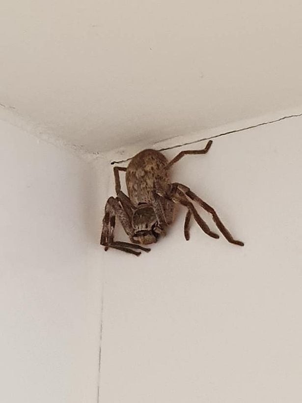 Una joven se levó el susto de su vida al encontrar una araña enorme en la ducha.