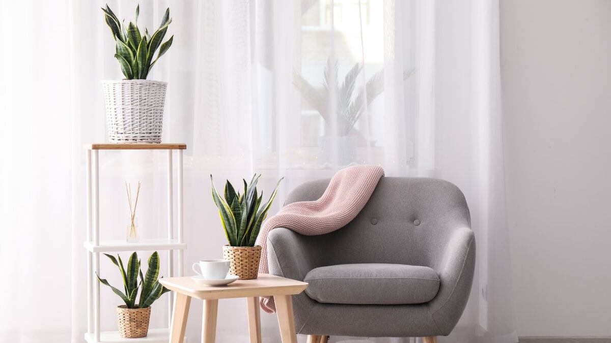 Estas son las 3 plantas que traen buenas energías a tu hogar
