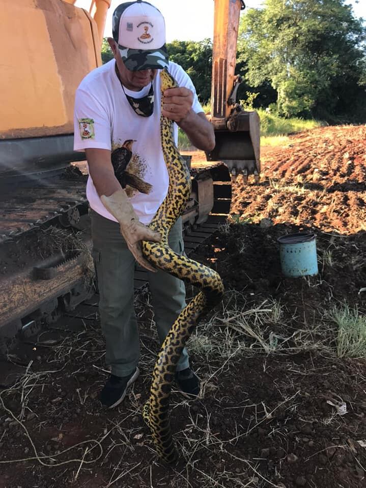 Rescatan en Posadas una víbora curiyú de 2,50 metros  Yarará en Acción