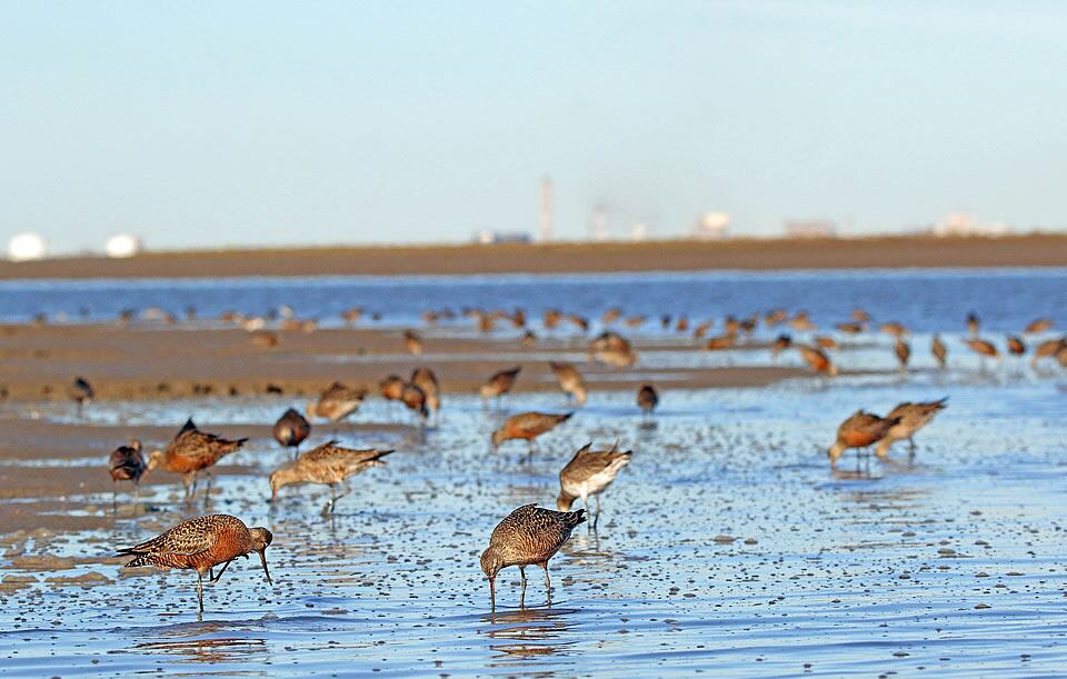 Una imagen de los humedales de Bahía Blanca.