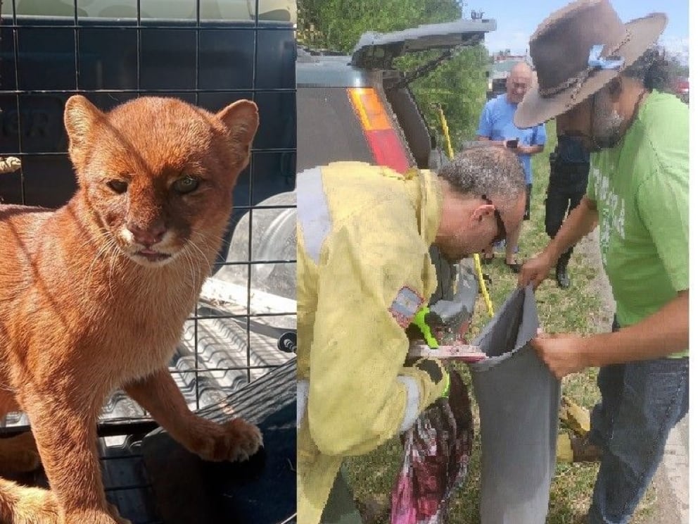 Rescataron a un Yaguarundí en Los Molles pensando que era un puma.