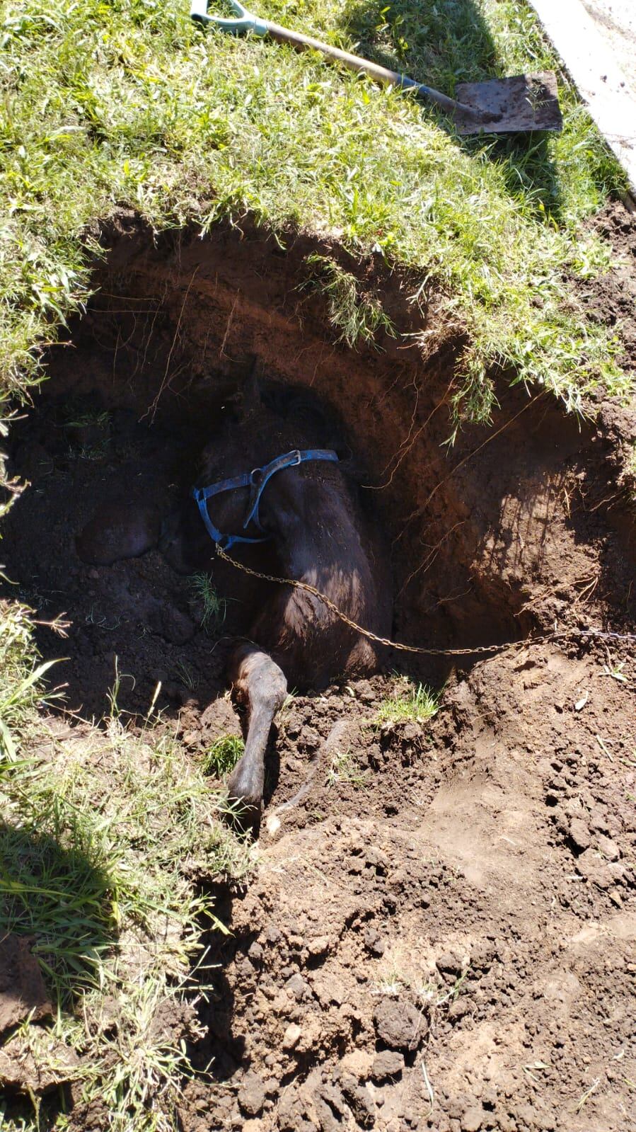 El animal se encontraba en un pozo socavado en barrio Los Boulevares.