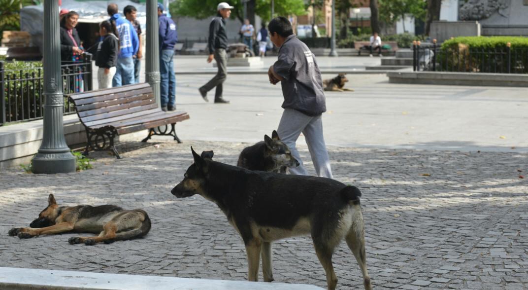 La organización rescata perros y gatos de la calle para darles una vida mejor.