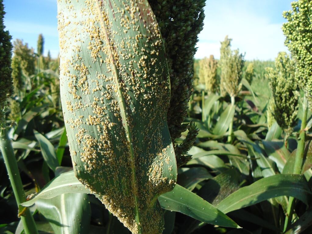 Pulgón de la caña de azucar amarillo que ataca al sorgo granífero