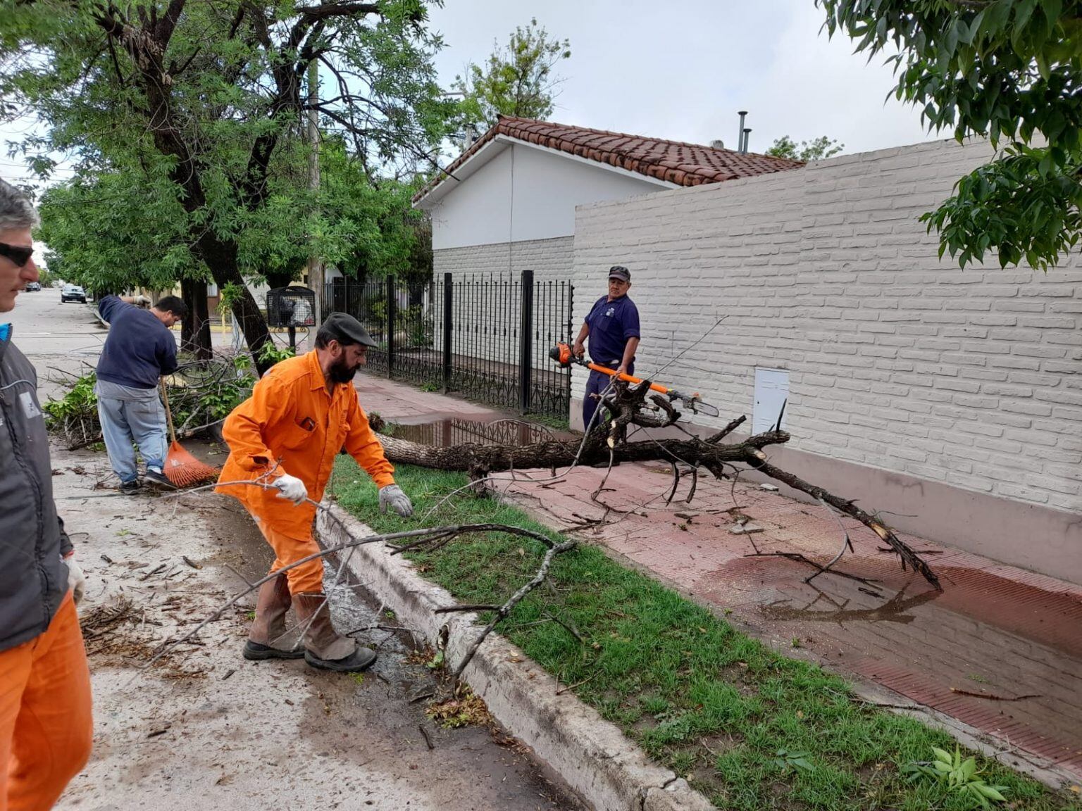 Fuertes rafagas de viento tumbaron varios árboles en Arroyito