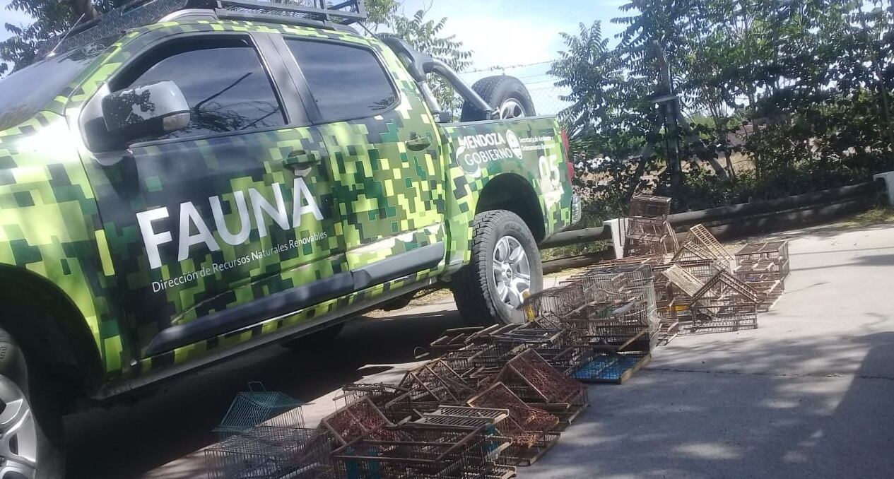 Operativo del Departamento de Fauna de la Dirección de Recursos Naturales con la colaboración de la Policía Rural, en Las Heras rescataron aves silvestres.