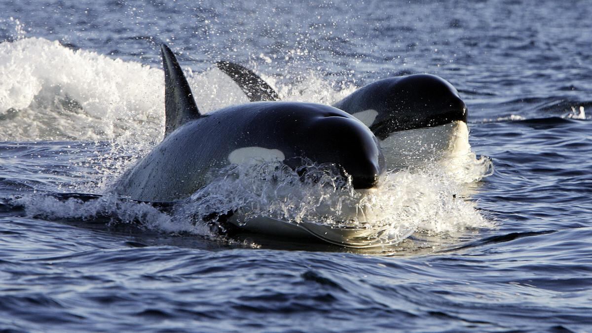 Unas orcas visitaron la Península Valdés y el momento quedó grabado por los testigos