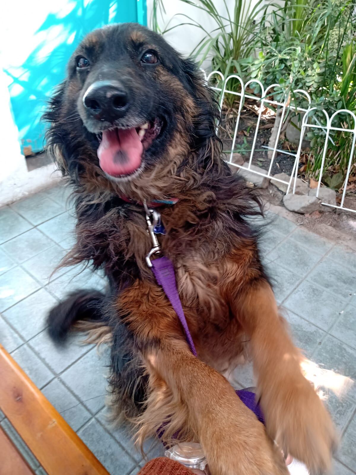 Es un perro cariñoso, que necesita una familia que no solamente le pueda brindar una casa, sino también un hogar.