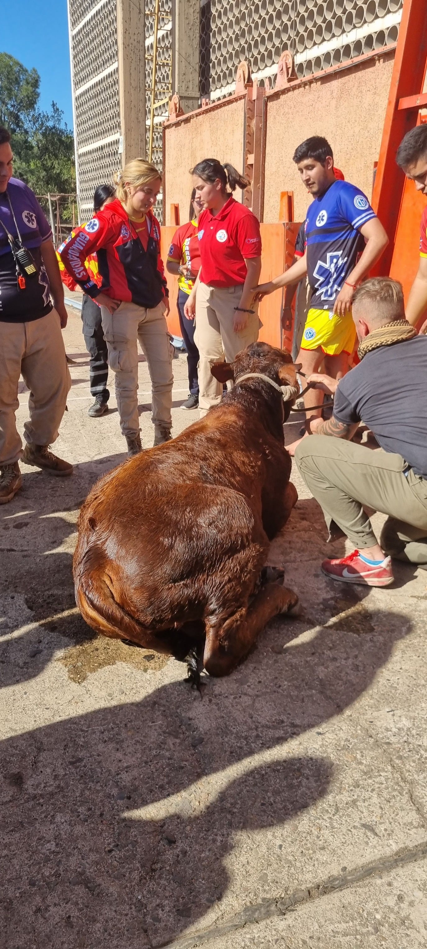 Después de 4 horas rescataron al ternero.