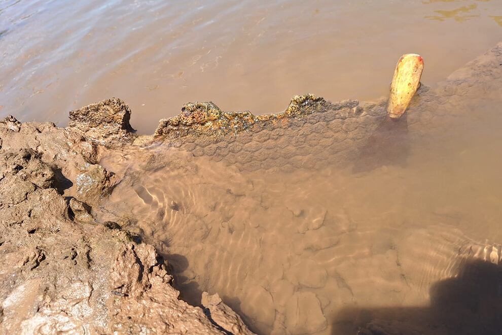 Encontraron restos de un gliptodonte en Córdoba. (Fotos: Gobierno de Córdoba)