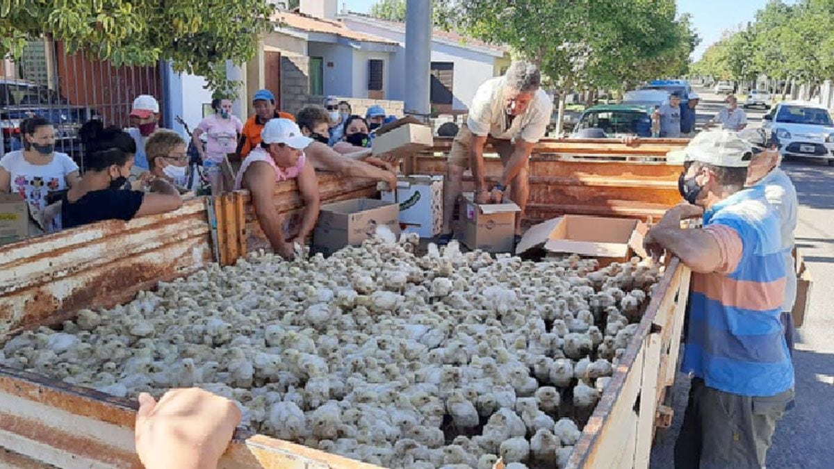 Un productor donó más de 10 mil pollitos a los vecinos y escuelas agrotécnicas de la zona.