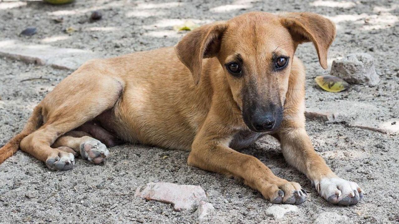 Un restaurante en Mendoza causó ternura en las redes por un lindo gesto que tuvo con perritos callejeros