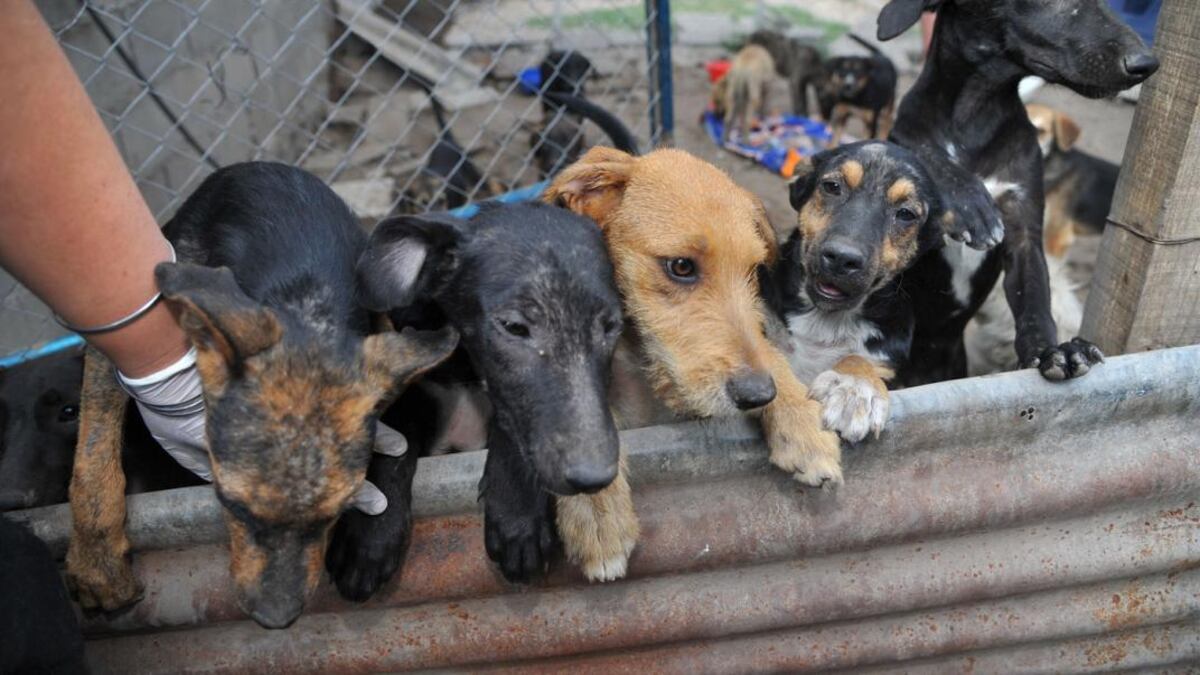Piden ayuda para que un refugio de animales lasherino continúe de pie