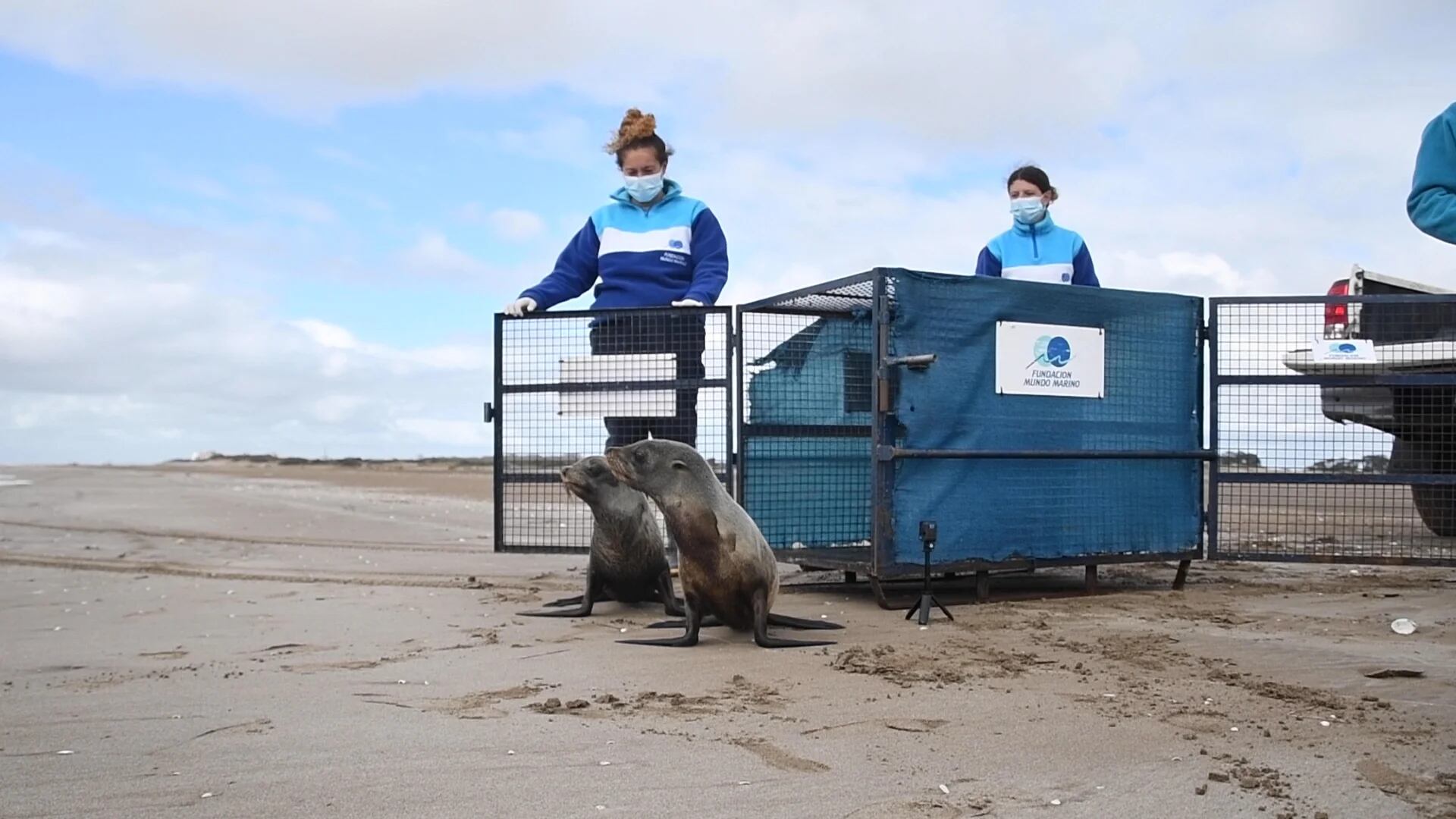 Los animales iban a ser relocalizados por la alta afluencia de turistas.